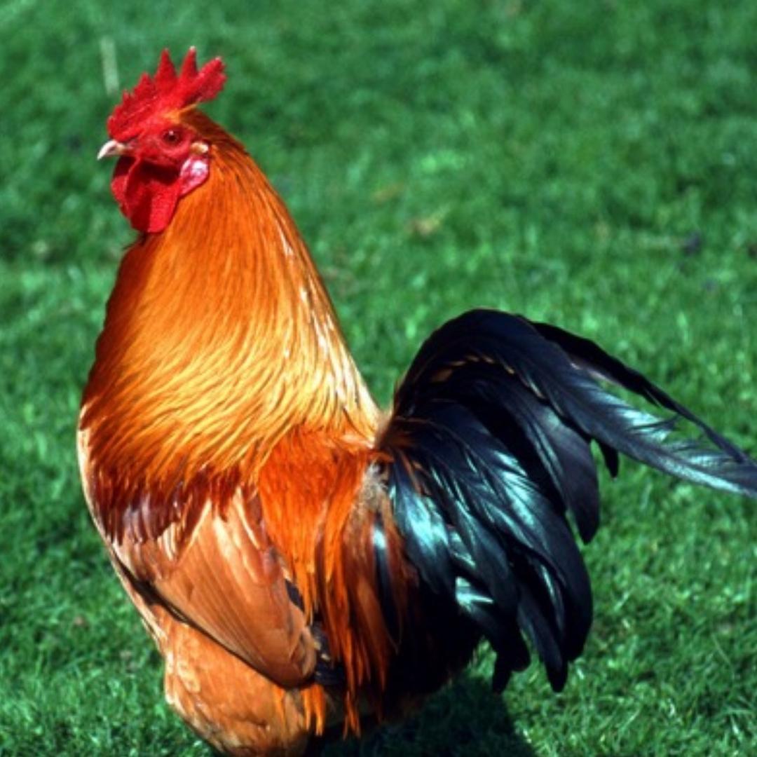 五间房饭店特色炖柴鸡