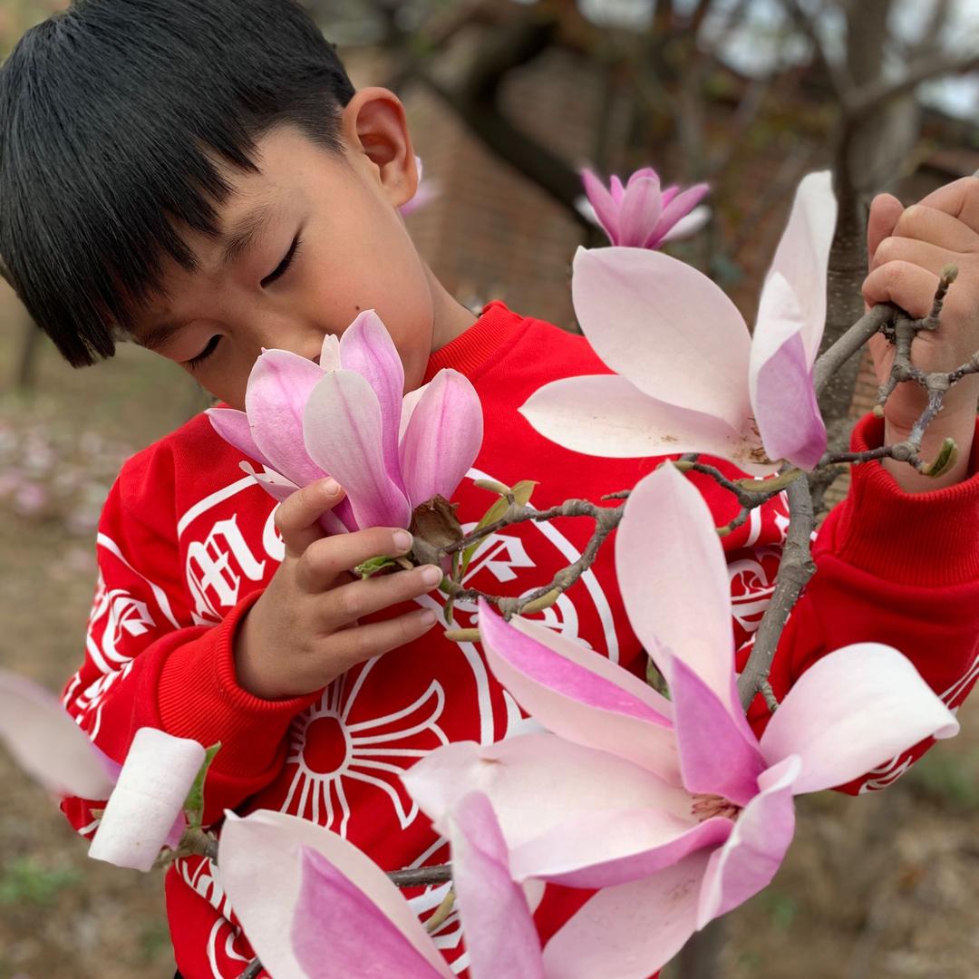 蒲公英与风的约定