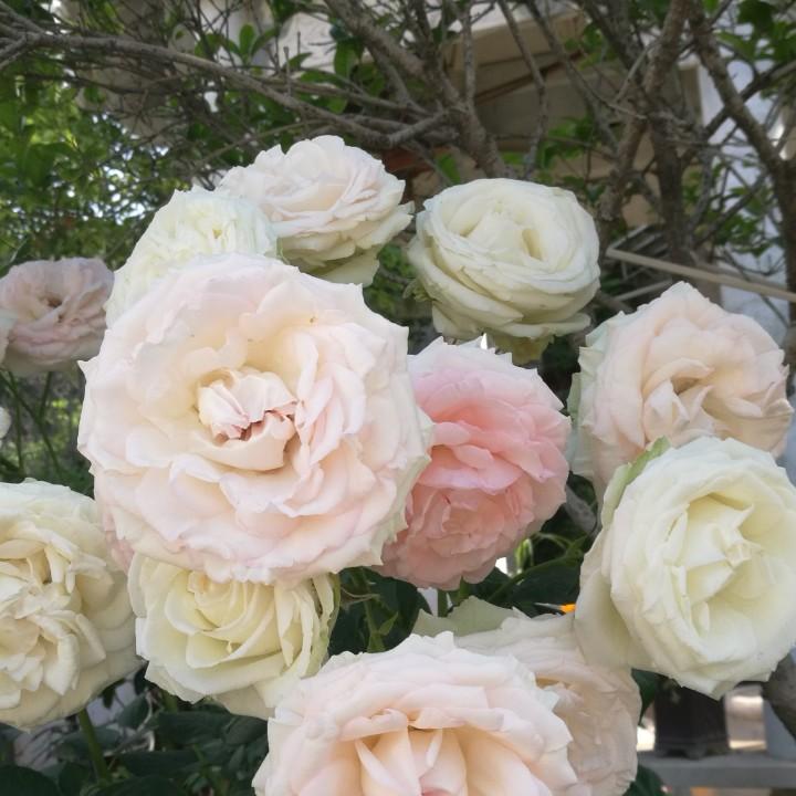 和煦阳光～健康顾问