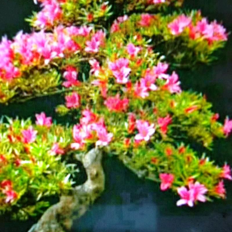 水墨丹青。不私聊。