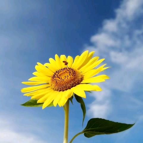 心想事成没烦恼