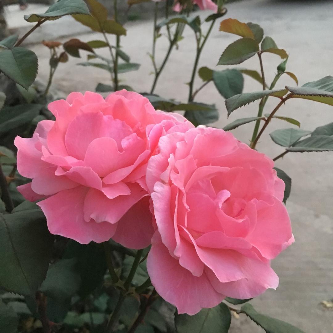 五彩的玫瑰  