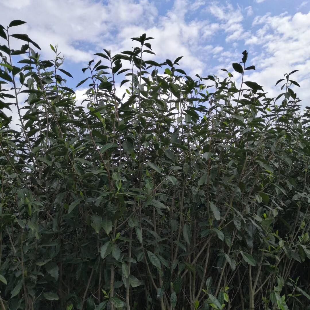 🐎琴金梓韵茶业有限公司