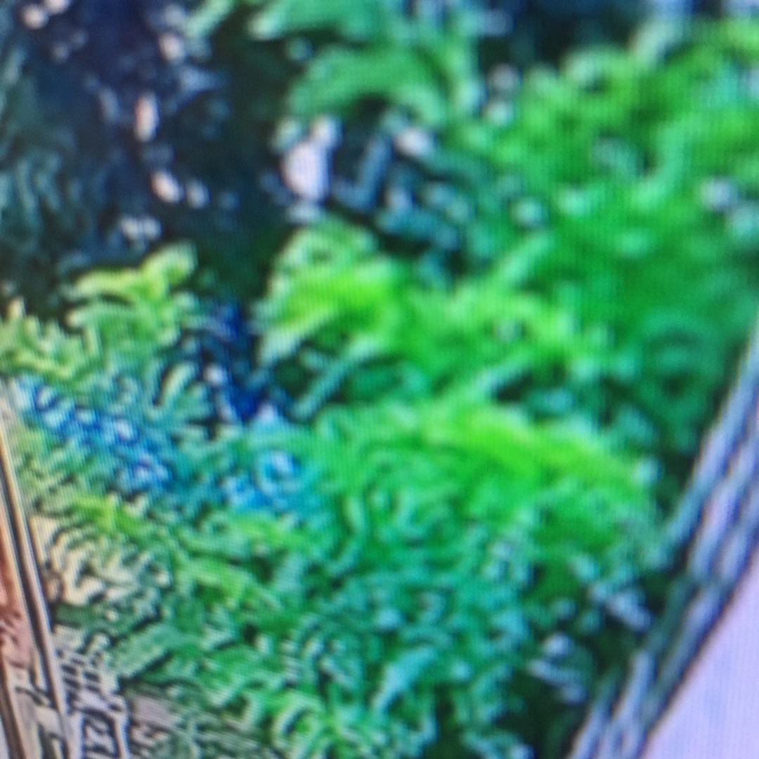 樱桃苗子