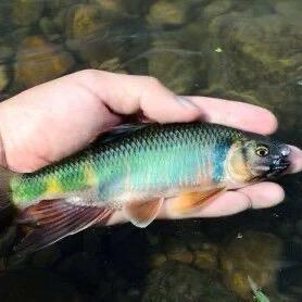 钓鱼高手
