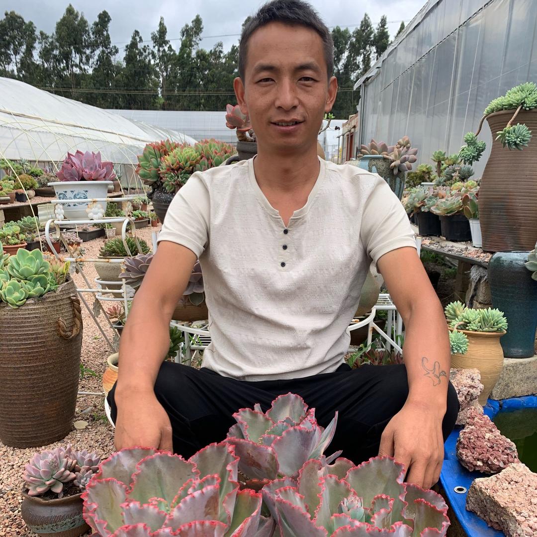 良木多肉植物