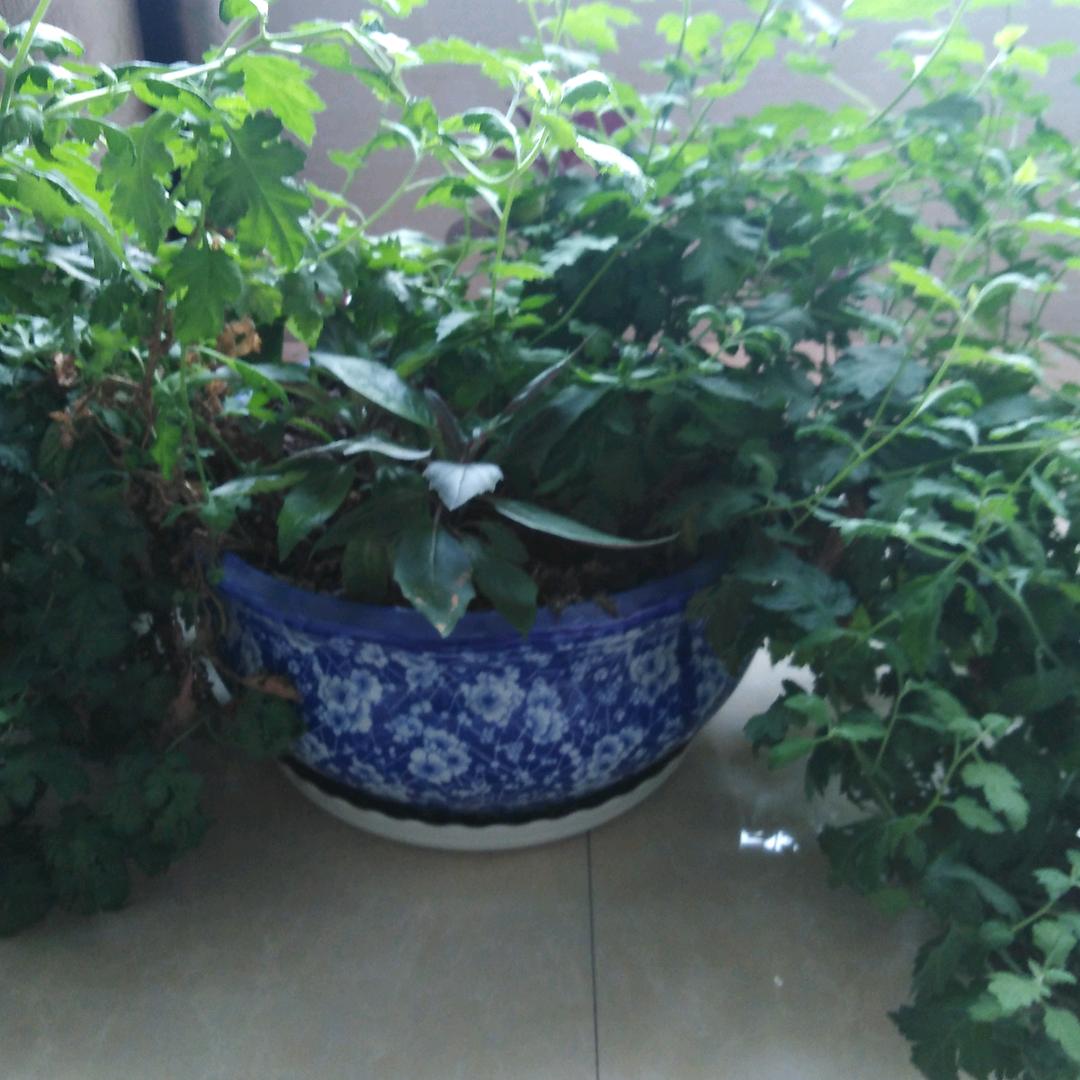 荣