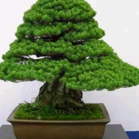 皖美园艺