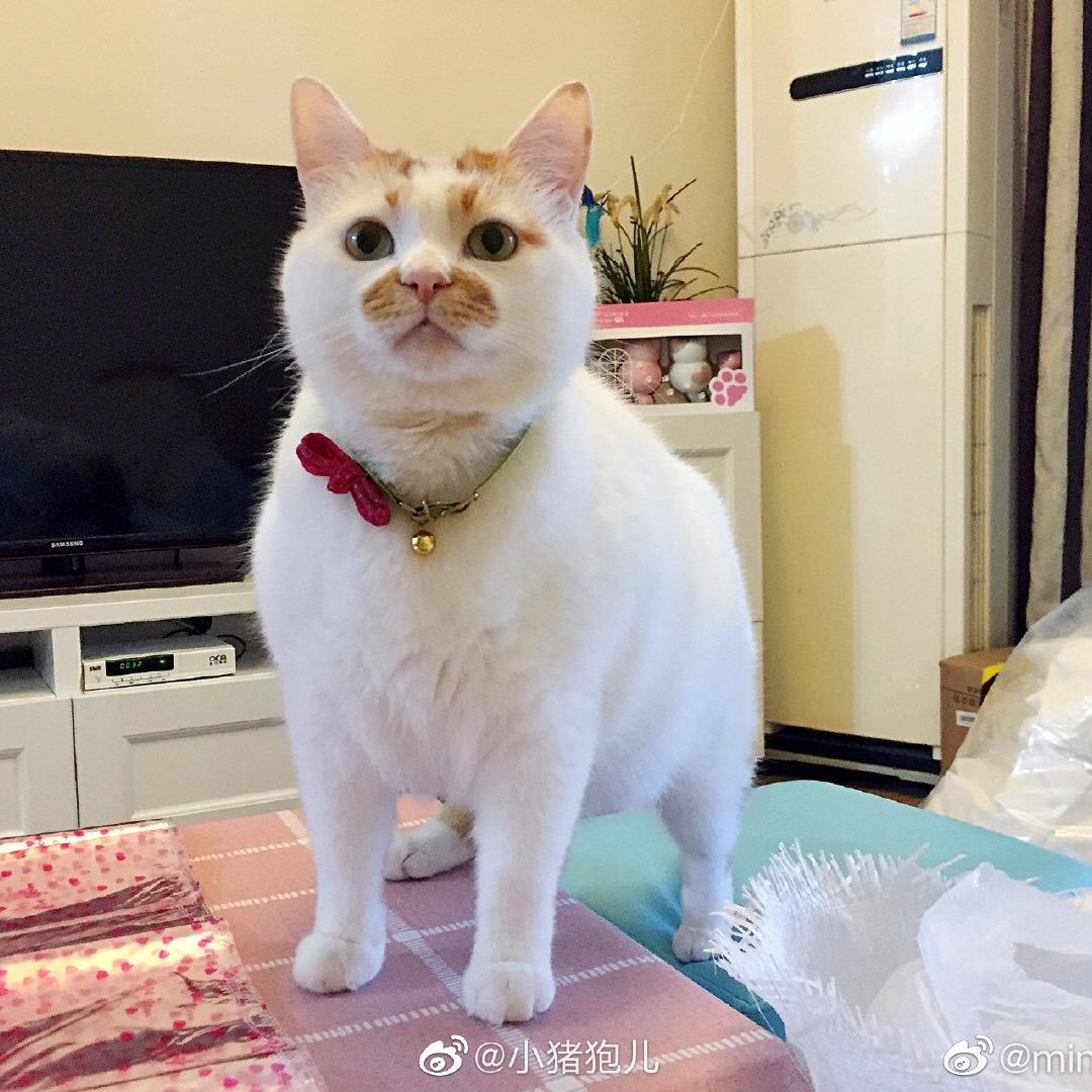 如风过境