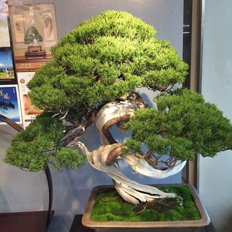 宏园盆景