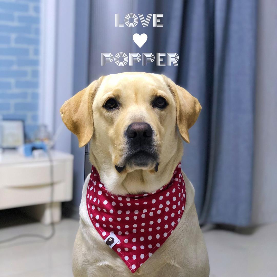 Popper拉布拉多@抖音