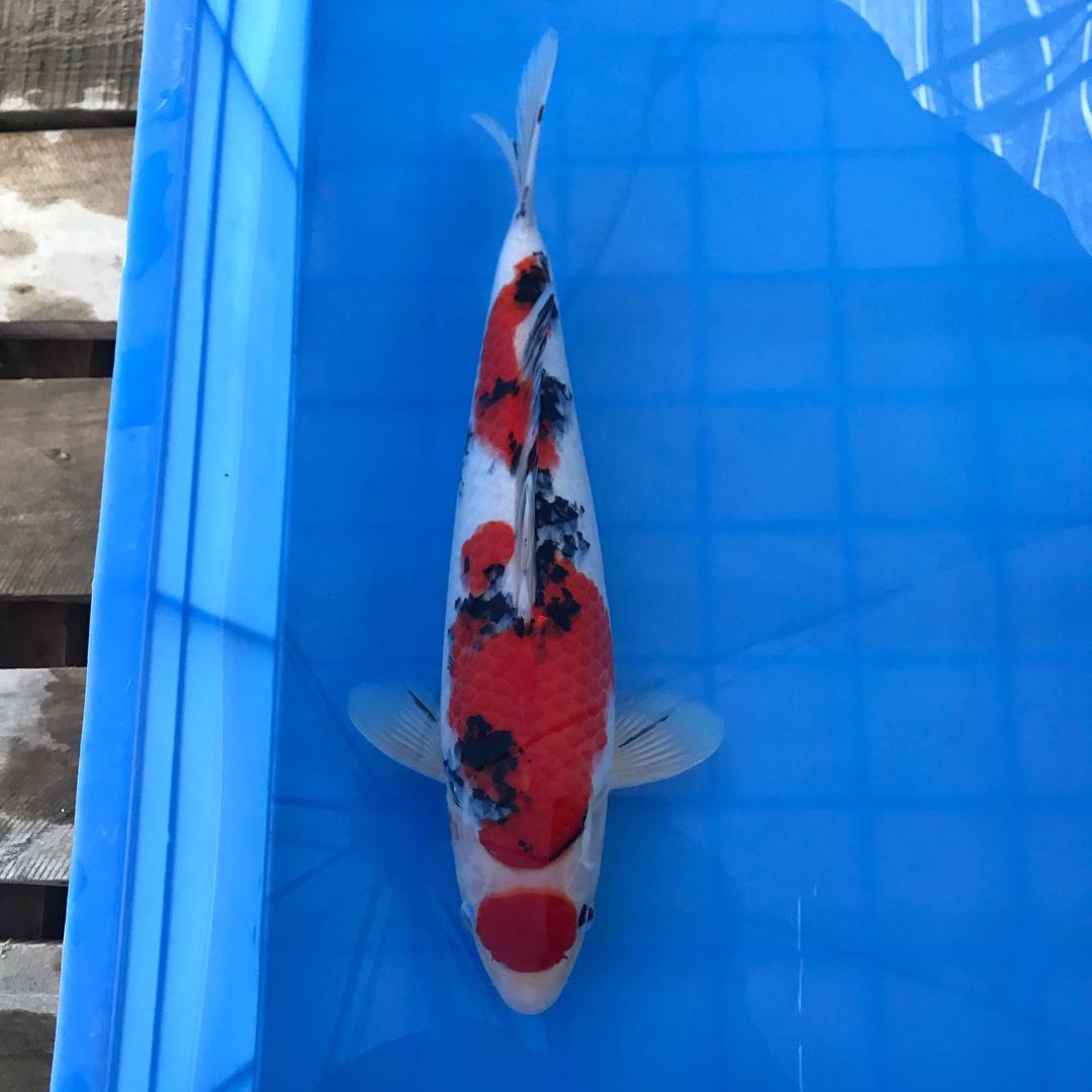 公爵锦鲤
