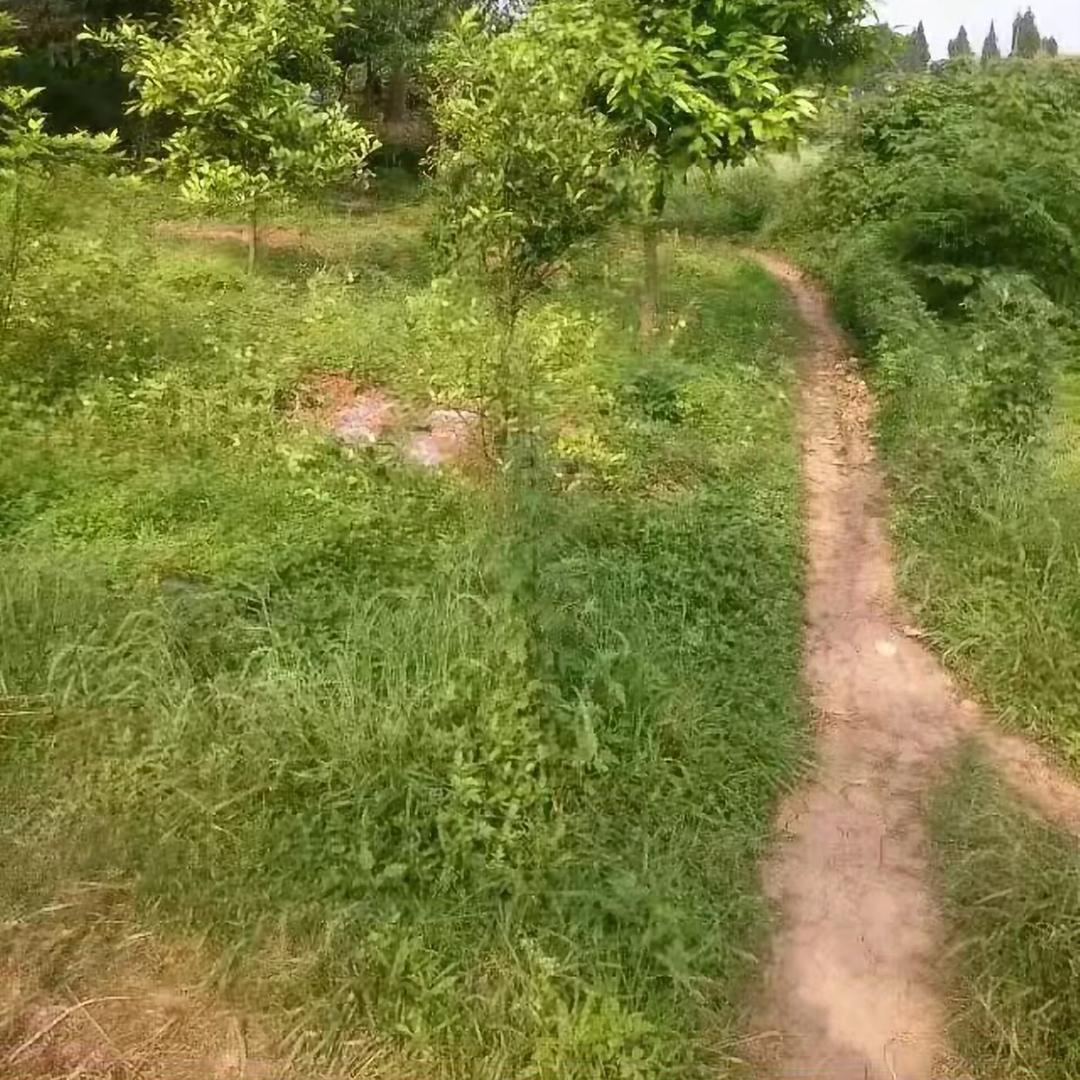 等风人