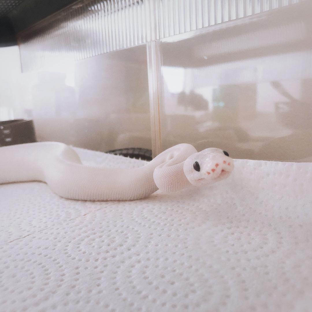 呆萌爱吃小糯米