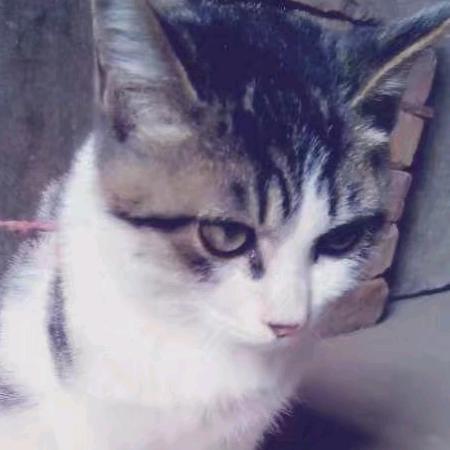 我也想吃胖(增重般)