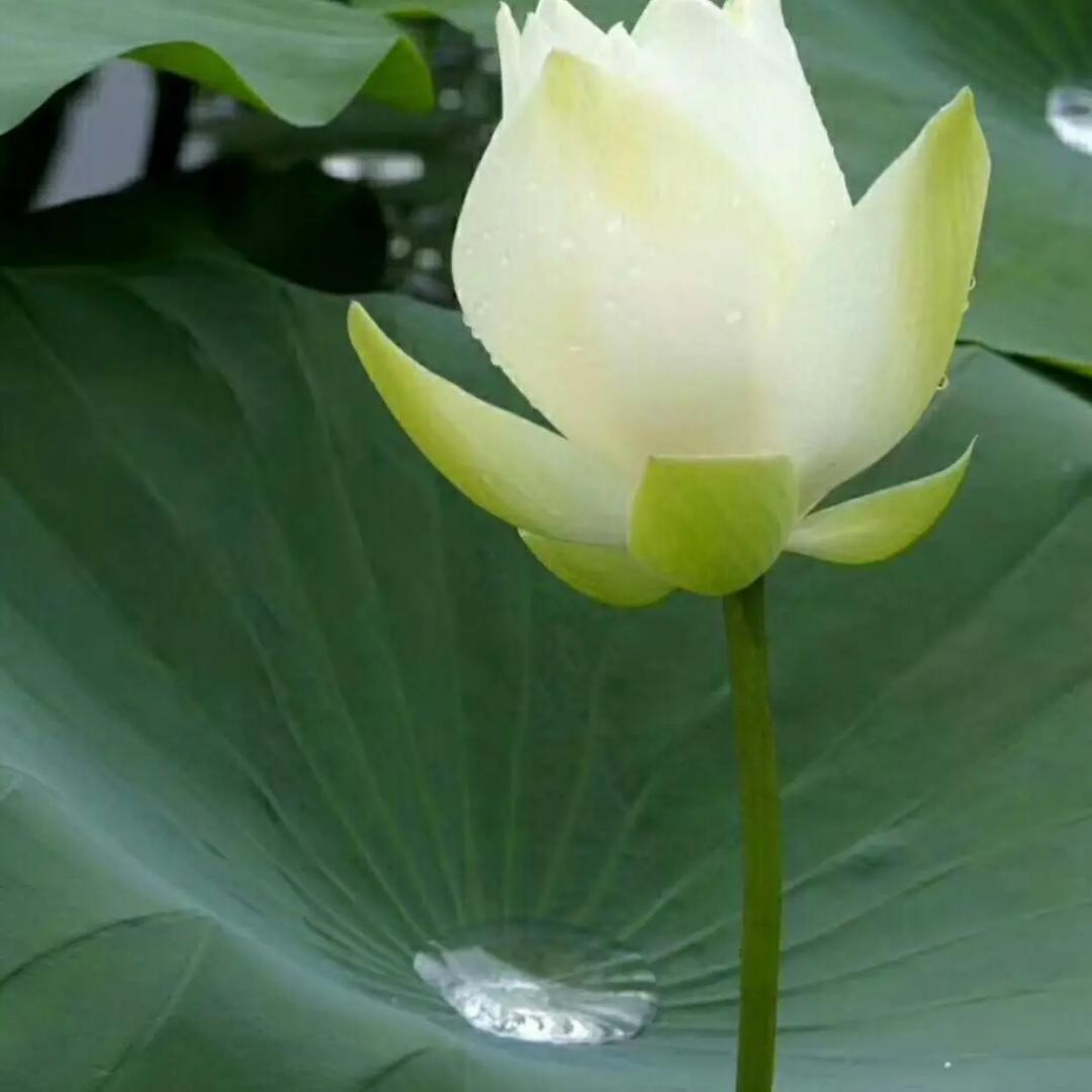 相如以沫