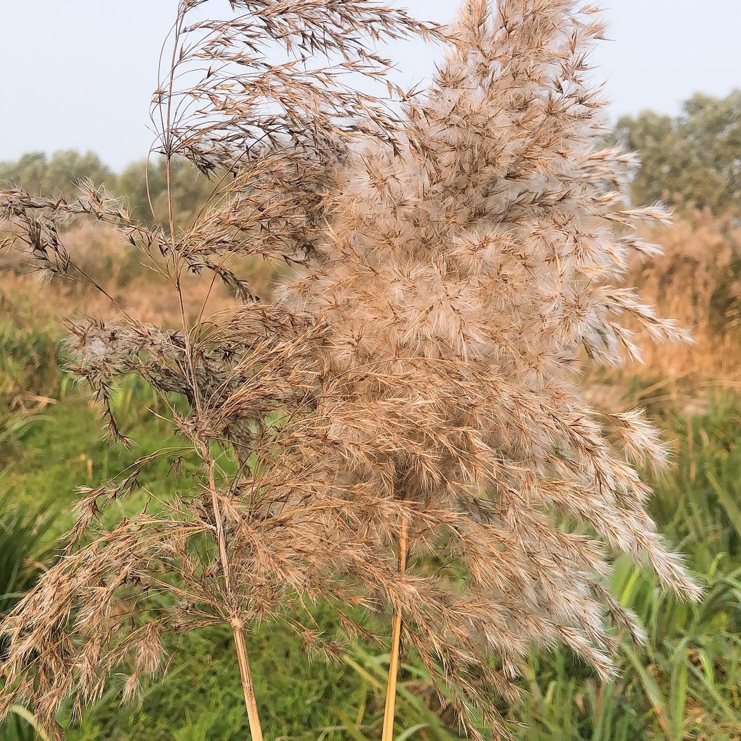 原来的我