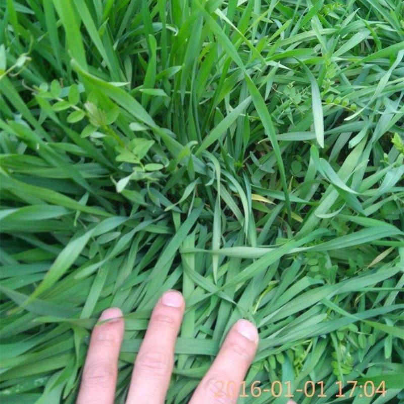 嘉祥县宇宏种子营销经营部