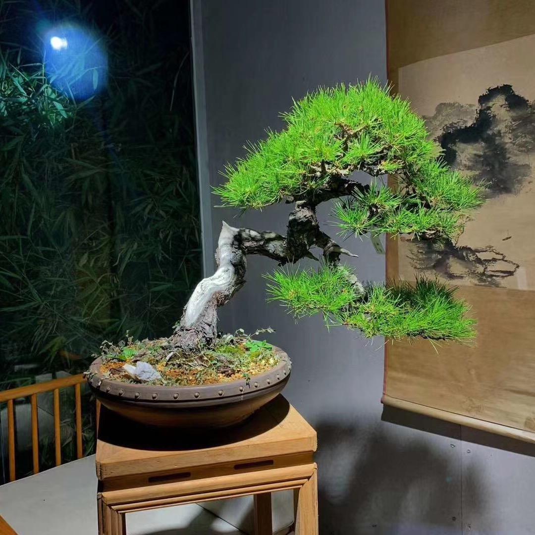 山东鸿图造型松货源基地