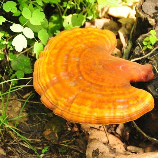 灵芝朱老四（延航滋补店）