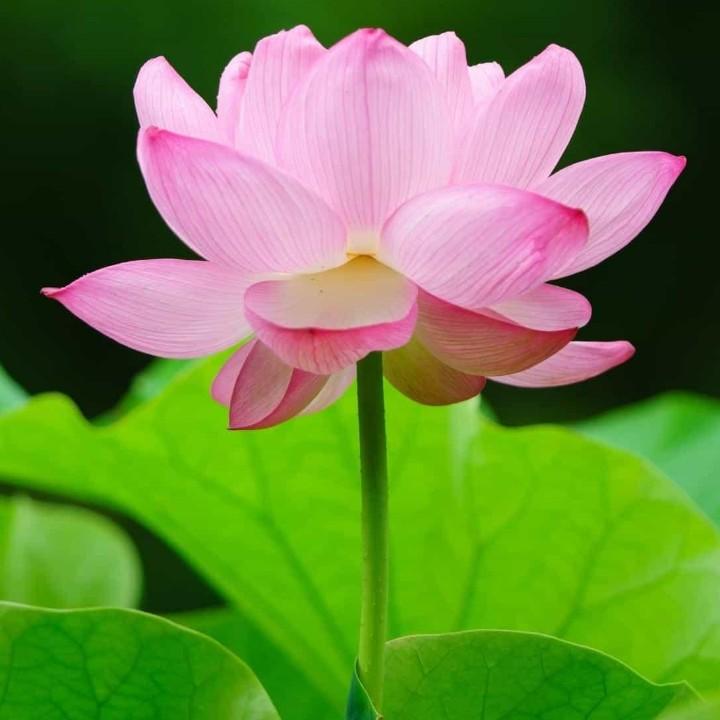 缘来是你