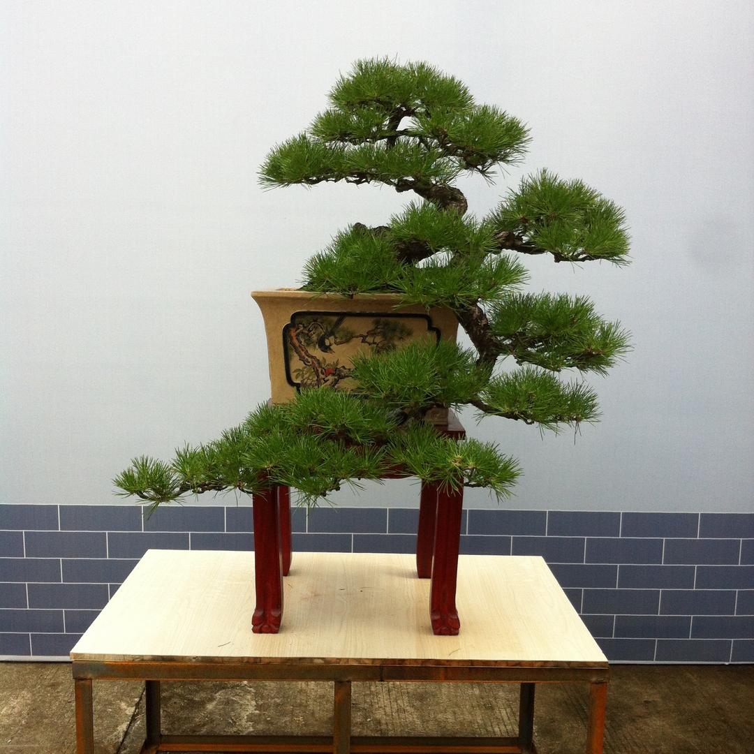 金属盆景架