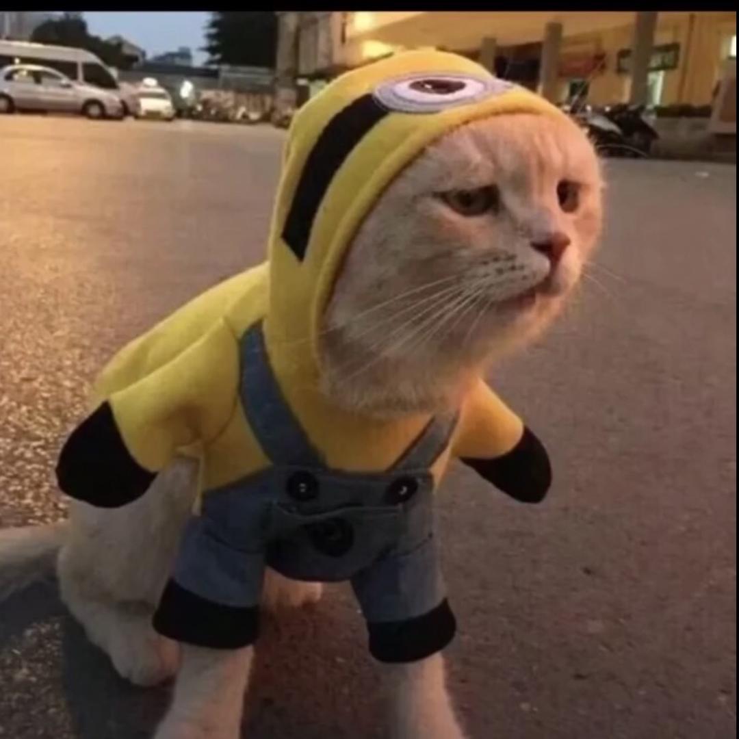 棉花糖🐾