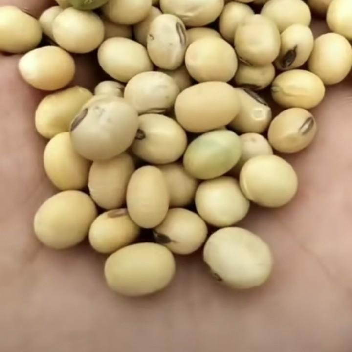 贾成劲农产品豆业合作社