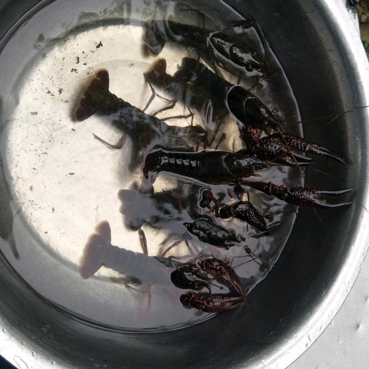中心湖