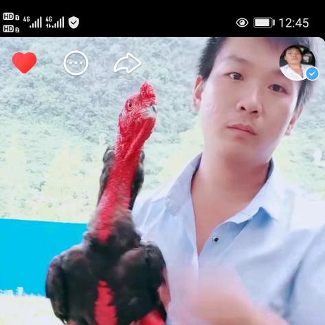 越南斗鸡   阿杨哥 商贸