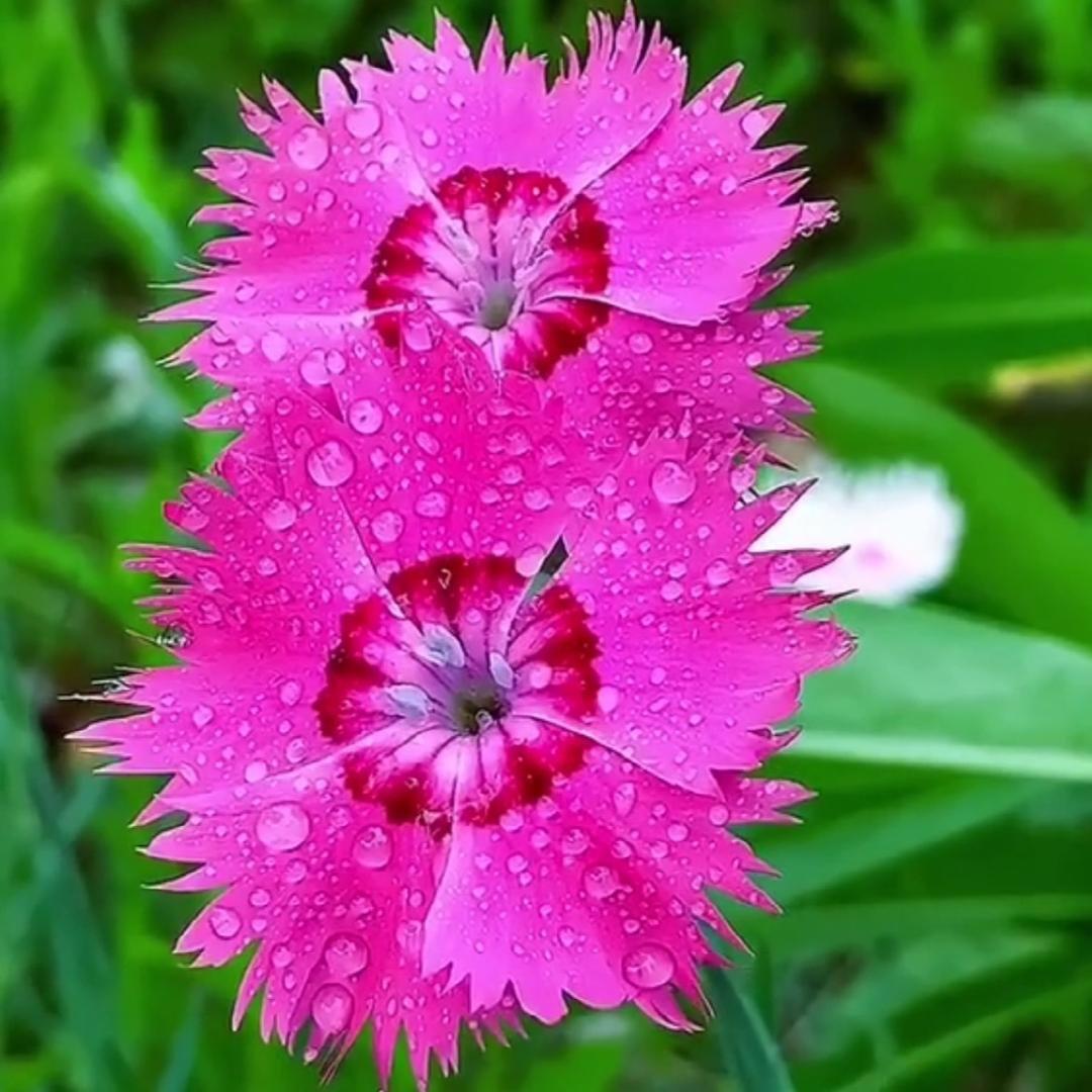 花语