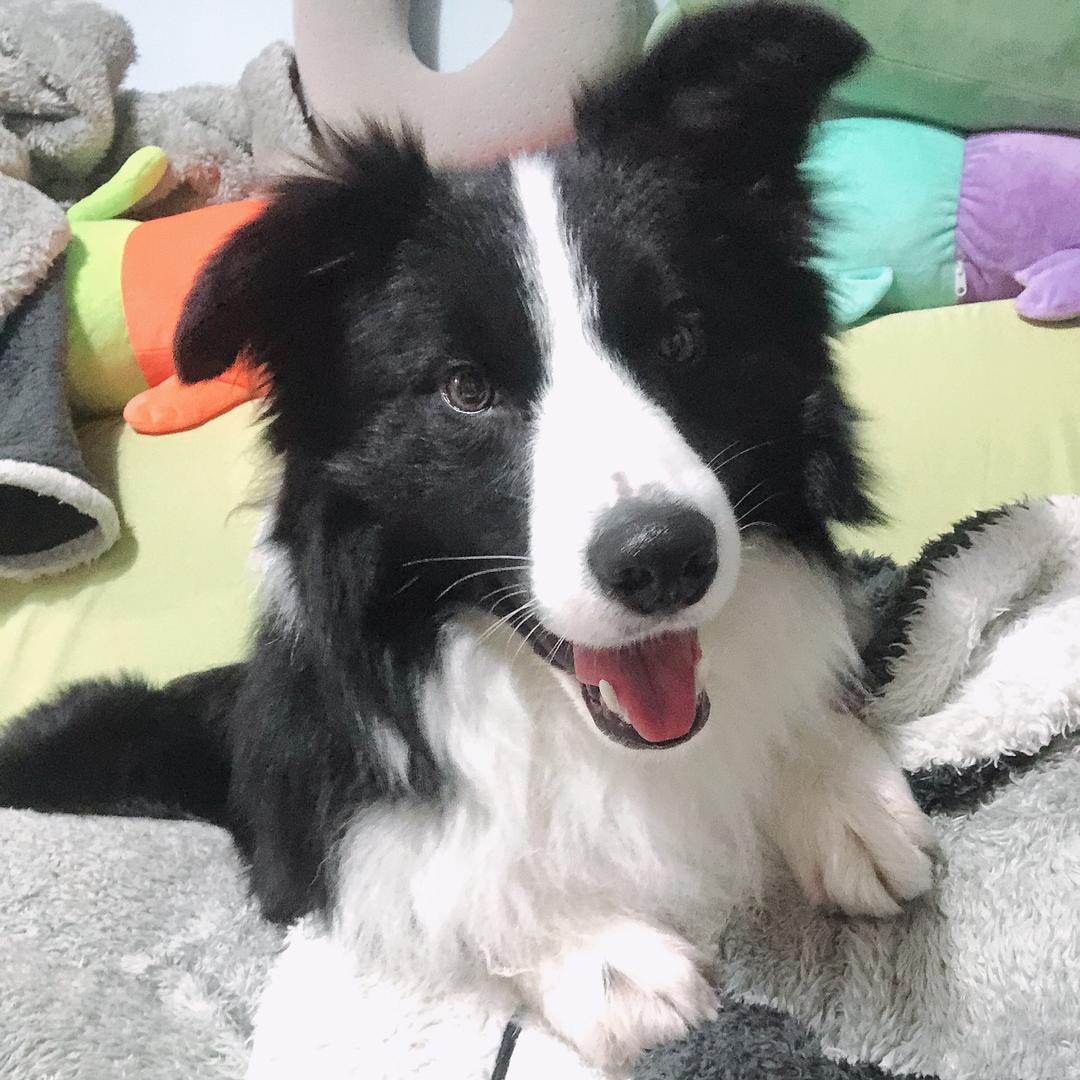 边牧崽崽宝