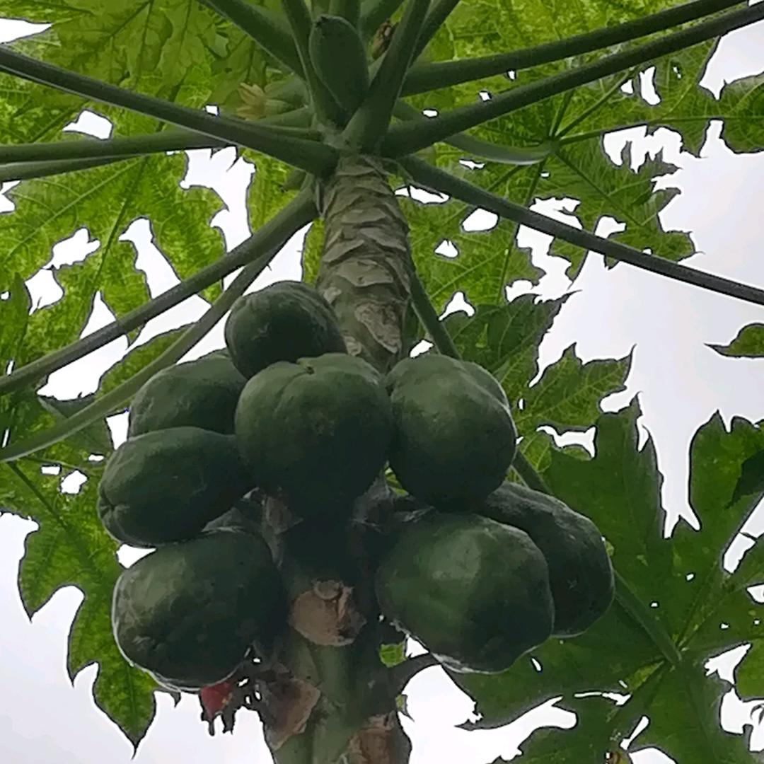木瓜汁