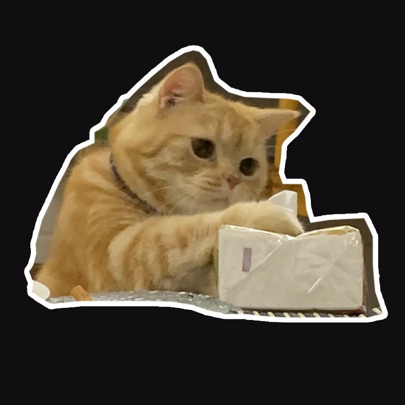 辛巴可能是只猫