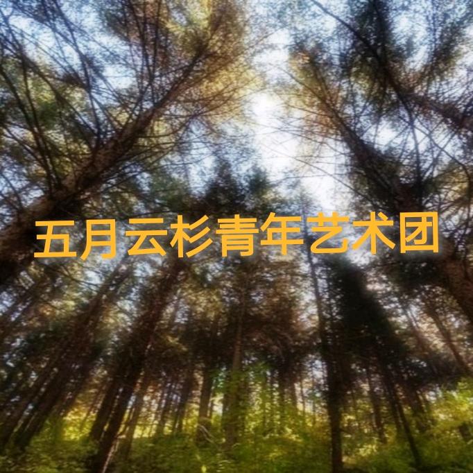 五月云杉