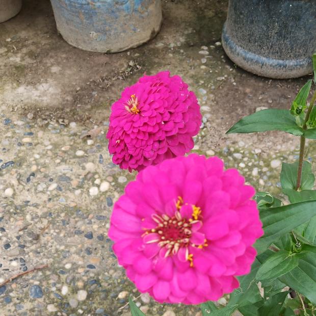 燕子
