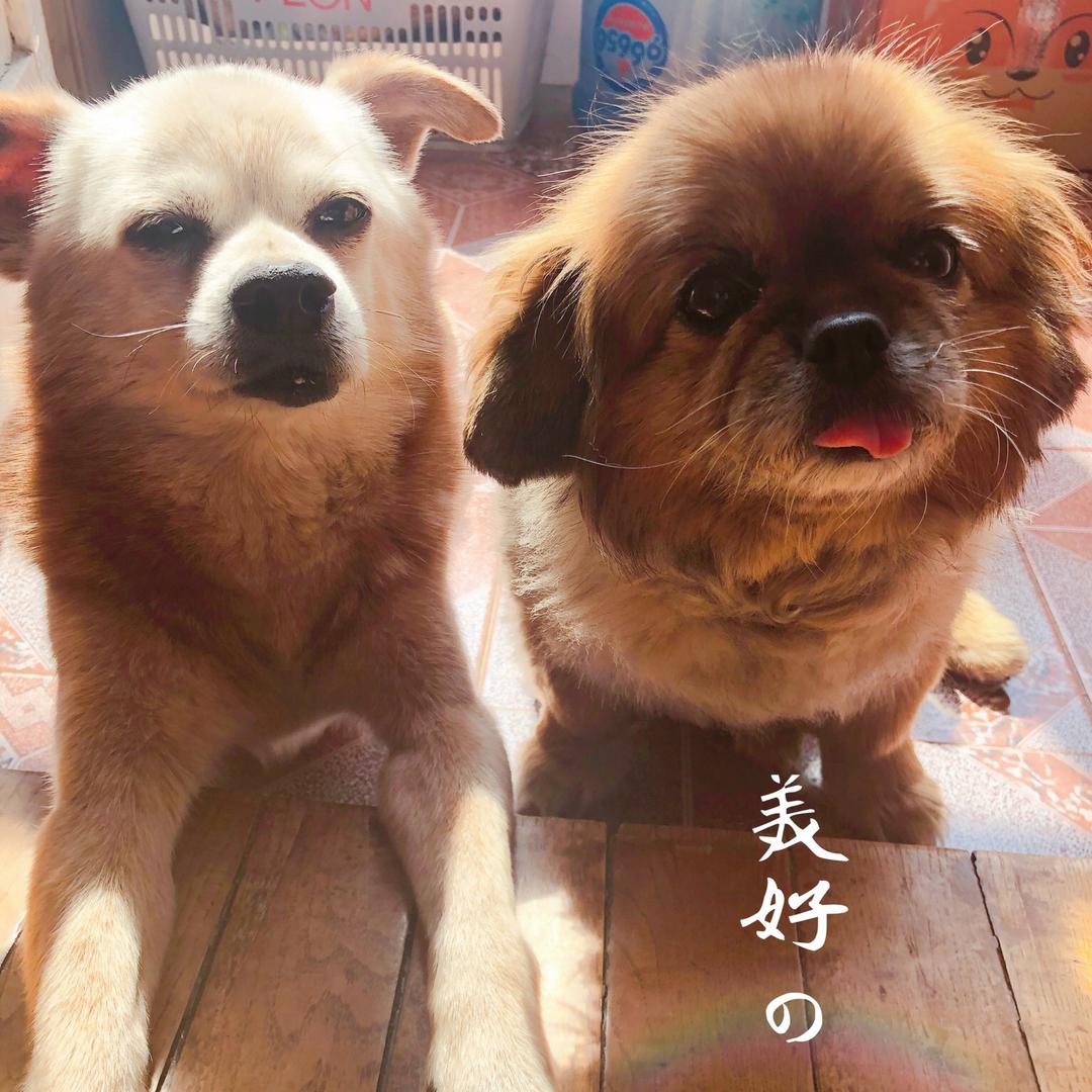 🌸菩提花儿开🌸