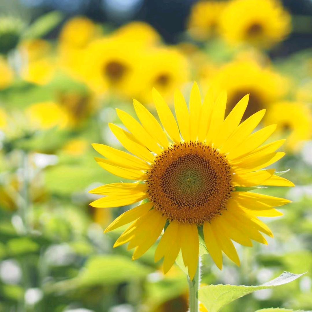 平淡是真从容是美