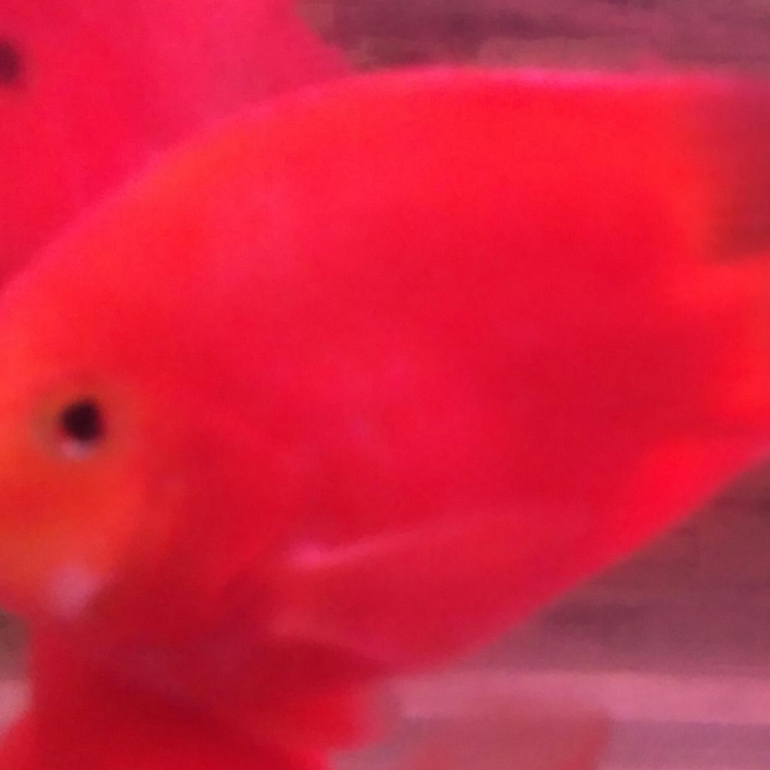 开封鱼缸 森森水族 新美水族生活馆