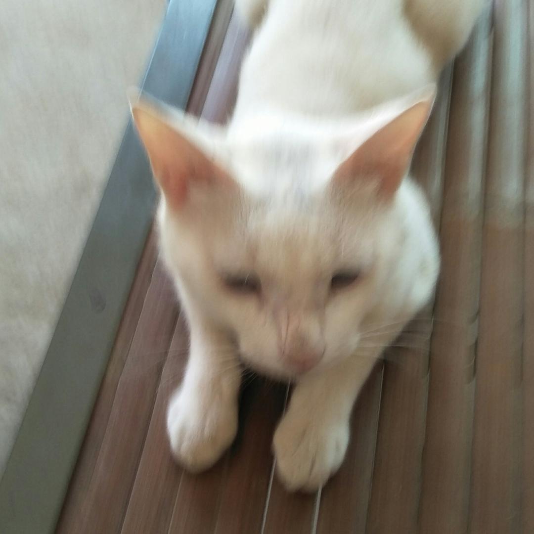 忘忧草是也