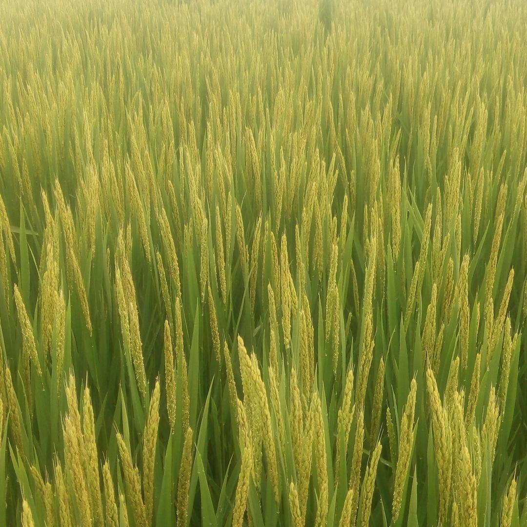 瞎扯蛋😜稻亦有道