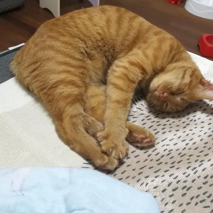 小橙🍊老师