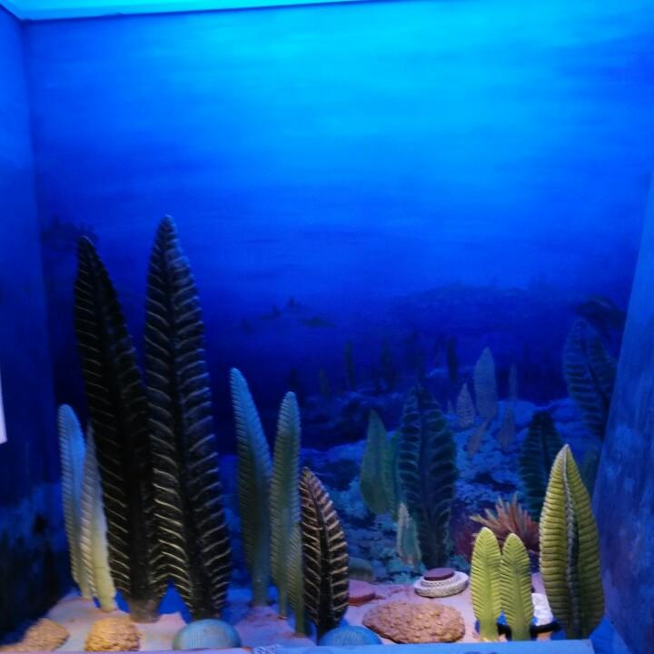海玲