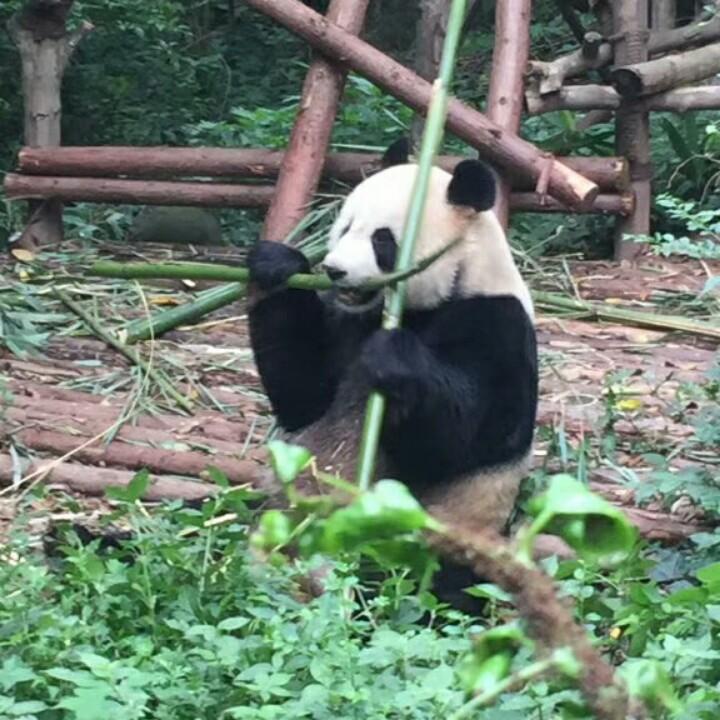 雾朦