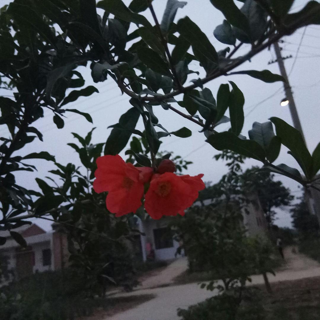 馍哥邻家