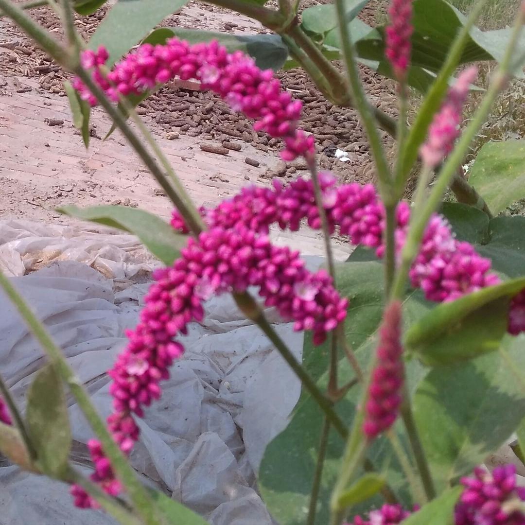 大肥皂泡
