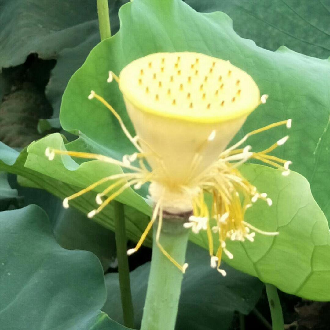 玉兰花