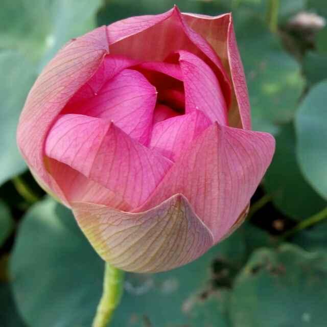 简单🌹
