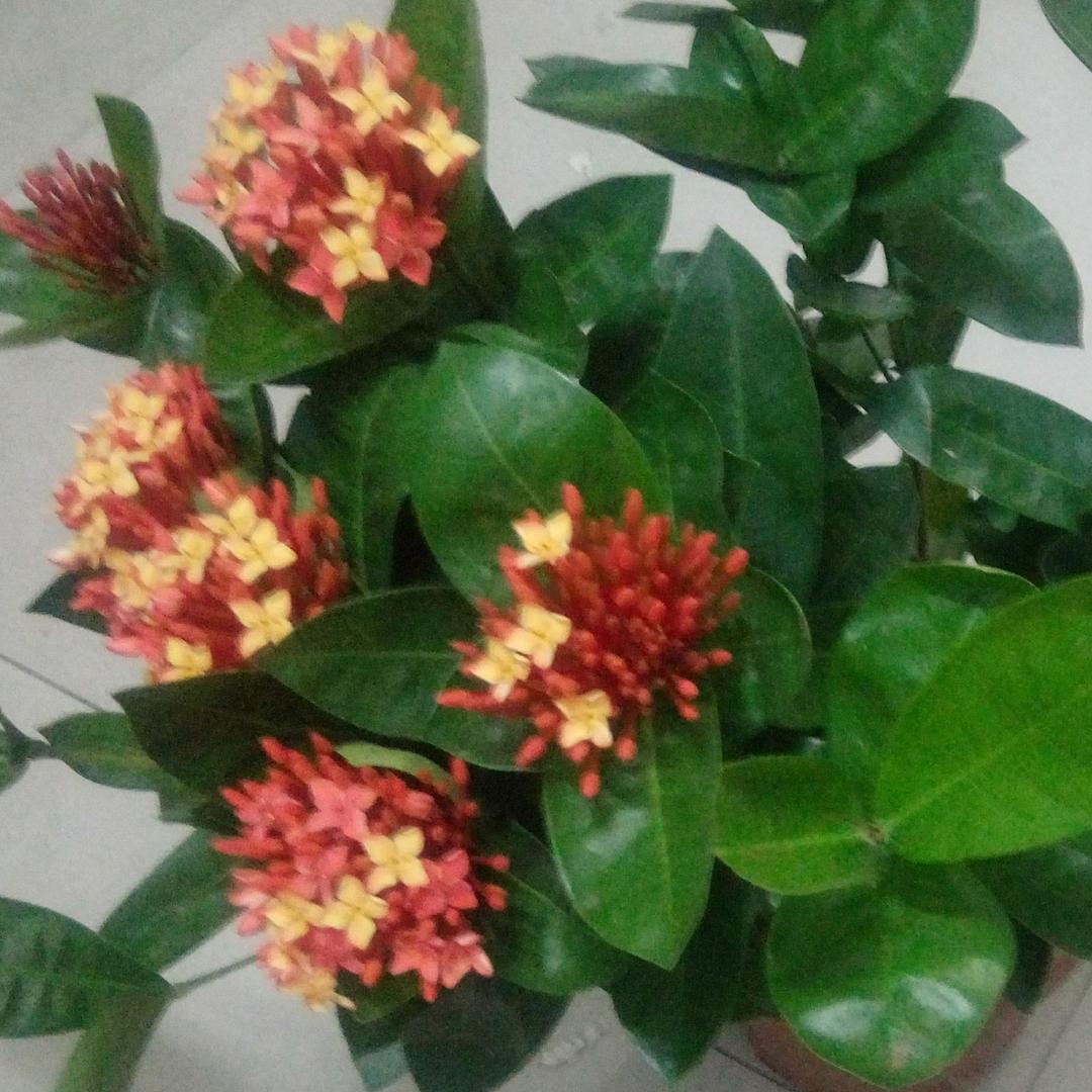 博士炸鸡123