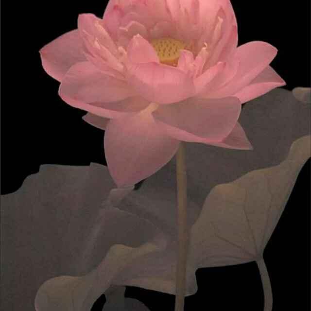 芳姐